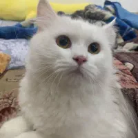 گربه پرشین|گربه|درگهان, |دیوار