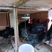 خروس سیاه مرغ قربونی رفع بلا چشمونظرارسال ذبح رایگ