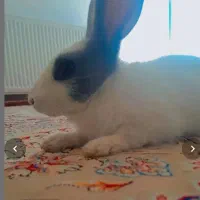 خرگوش خانگی|موش و خرگوش|اهر, |دیوار