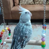 عروس هلندی وایت فیس