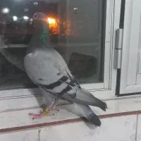 کبوتر فراری دوبر