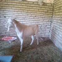 بز نر سانن اصل  شرکتی