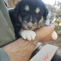 واگذاری سرپرستی توله سگ فقط 1 تومن|سگ|شیراز, فرودگاه شهید دستغیب شیراز|دیوار