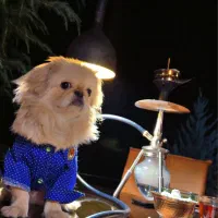 سگ نژاد پیکینز