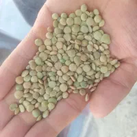 عدس تازه