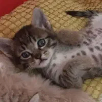 گربه  دو رگ پرشین کلاسیک