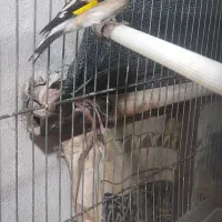 سهره دورگ|پرنده|پاکدشت, شهرک امام رضا|دیوار