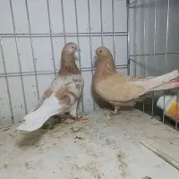 کفتر پرشی  زرد ، شازده زرد سرور  هما  شازده سبز