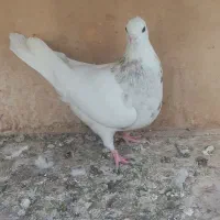 کفتر|پرنده|قم, باجک سه|دیوار