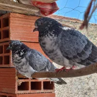 کبوتر قاره سنگی