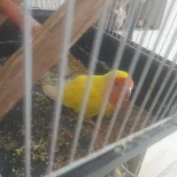 طوطی کوتوله برزیلی یکساله عالیشهر|پرنده|بوشهر, |دیوار