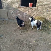 دو عدد بزغاله نر خوب|حیوانات مزرعه|سلماس, |دیوار