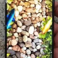 پاوربانک و گوشی سامسونگa06|لوازم جانبی موبایل و تبلت|کرج, کوی کارمندان شمالی|دیوار