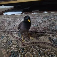 مینا زرنگ و باهوش|پرنده|سبزوار, هویزه|دیوار