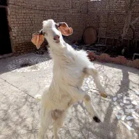 بزغاله نر|حیوانات مزرعه|پیشوا, |دیوار