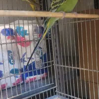 ۳ عدد مرغ عشق به فروش میرسد