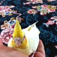 عروس هلندی سرلاکی