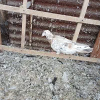 هفت‌رنگ نر و ماده