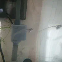 ماهی زیبای شیشه ای|ماهی|قم, اسمعیل آباد|دیوار