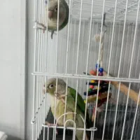 گرنچیک مولد