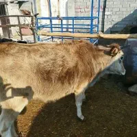 گوساله ماده گاو