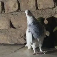 کبوتر طوقی سرور۳۰۰هزار