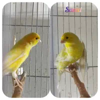 ۲۰ عدد قناری نر‌ و ماده سهره رسمی