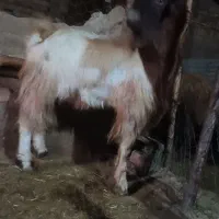 بز نر یک ساله|حیوانات مزرعه|پیر سلیمان, |دیوار