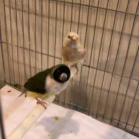 فنچ گلدین ماده|پرنده|تهران, جوادیه|دیوار