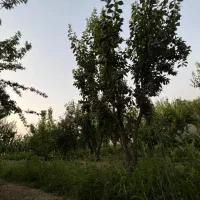 زمین باغ قدیمی ۳۶۰۰متر|فروش زمین و ملک کلنگی|هشتگرد, هشتگرد قدیم|دیوار