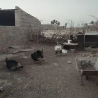 سه بوقلمون نر چاق