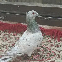 کفتر