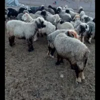 فروش ۲۲راس میش بختیاری تخمی تمام شیشک