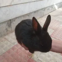 بچه خرگوش|موش و خرگوش|خمینیشهر, |دیوار