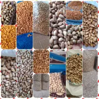 فروش پشته احمدآقایی وبادومی