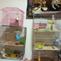 مرغ عشق نر و ماده