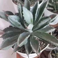 تعدادی گل وگیاه آپارتمانی بسیار زیبا و بزرگ|گل و گیاه طبیعی|شهریار, کهنز|دیوار