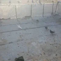 کبوتر|پرنده|شیراز, چشمه سید صفری|دیوار