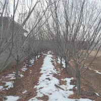 معاوضه-چهاردیواری-مشجر-با-مسکونی-در-نجف-آباد-گلدشت