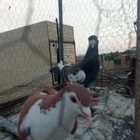 کبوتر معاوضه با عروس