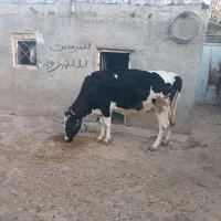 گاو آبستن|حیوانات مزرعه|ماهیدشت, |دیوار