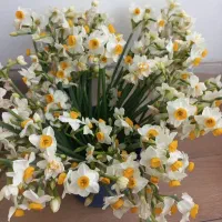 گل نرگس|گل و گیاه طبیعی|فسا, |دیوار