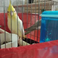 عروس هلندی مولد سخنگو