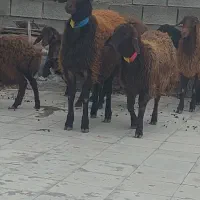 بره قوچ و بره ماده همو