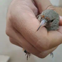 جوجه سهره ماده