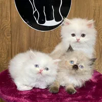 بچه گربه های دلربا ایران کتز|گربه|رشت, گلباغ نماز|دیوار