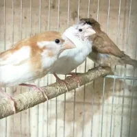 فنچ گلدین و کرواتی|پرنده|خمینی‌شهر, |دیوار