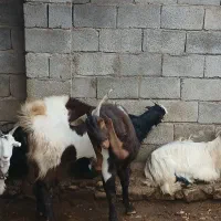 بعده افغانی