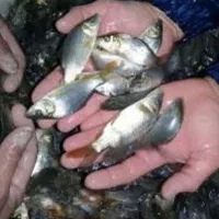 کپور امور تکثیر شیراز ارسال رایگان