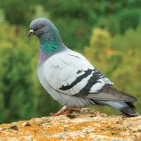 واگذاری کبوترچاهی (رایگان)